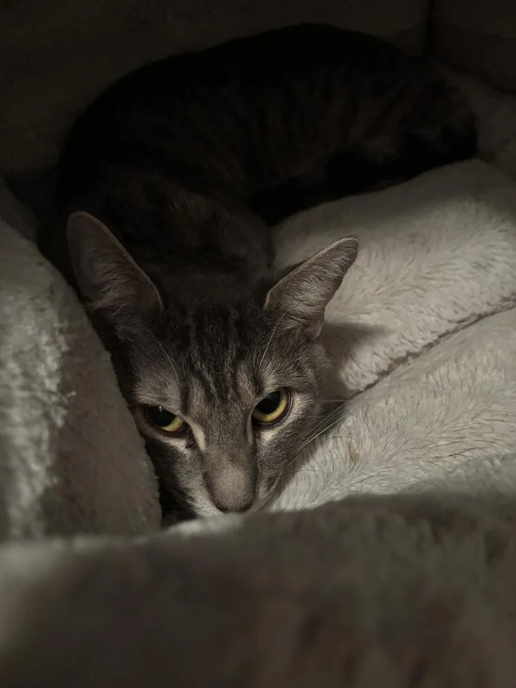 An adult medium-sized male Gray / Blue / Silver Domestic Short Hair cat named Boz Skaggs for adoption in Salisbury, NC