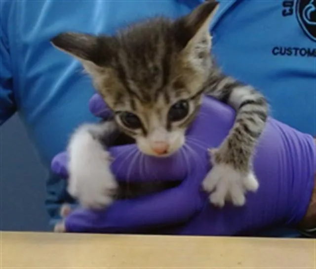 A baby small-sized female Domestic Short Hair cat named Kiki for adoption in Miami, FL
