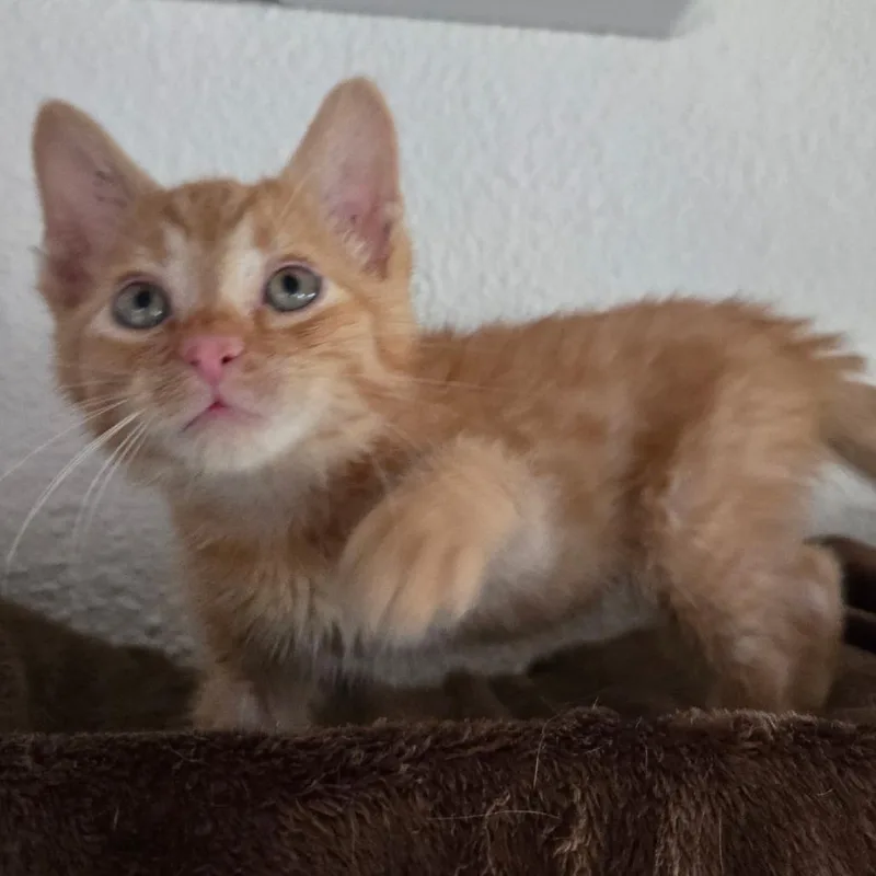 A baby small-sized male Orange / Red Domestic Short Hair cat named Crow for adoption in Washington Township, OH