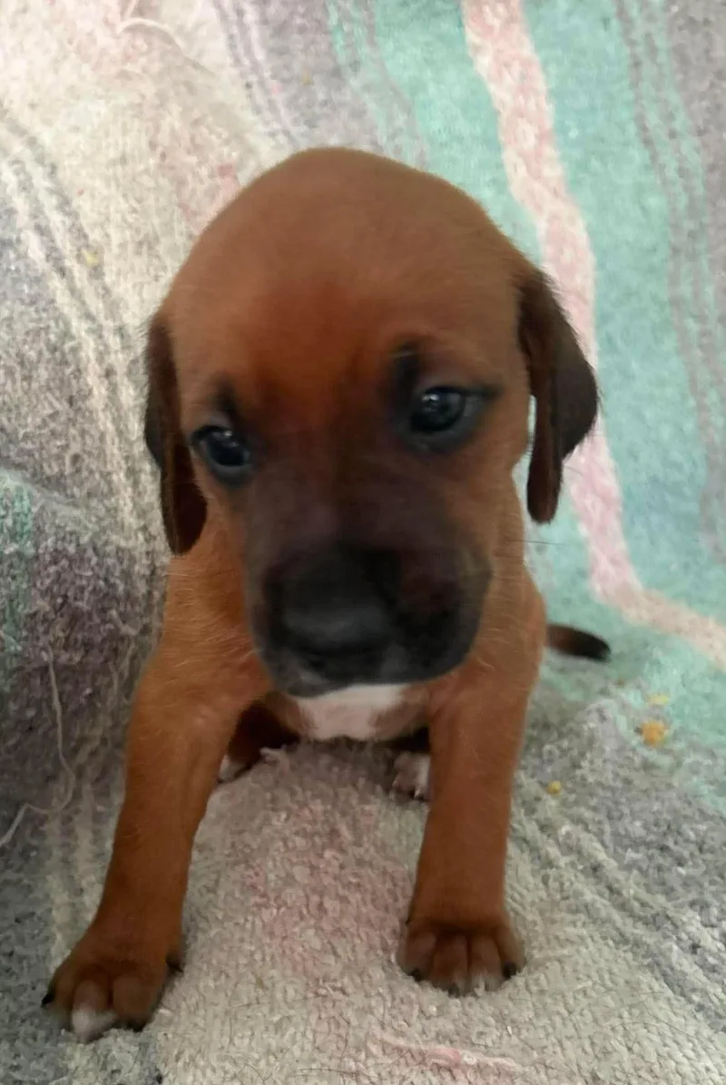 A baby large-sized female Irish Setter dog named Bernadette Puppy of for adoption in Osteen, FL