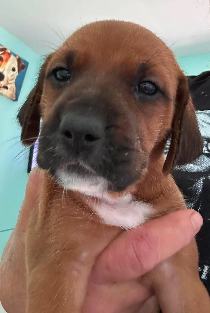 Bernadette  Puppy of thumbnail 3