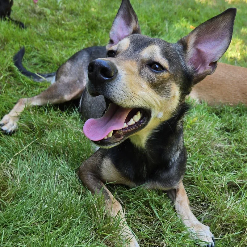 A young small-sized male Sable Shepherd dog named Norman for adoption in Eugene, OR