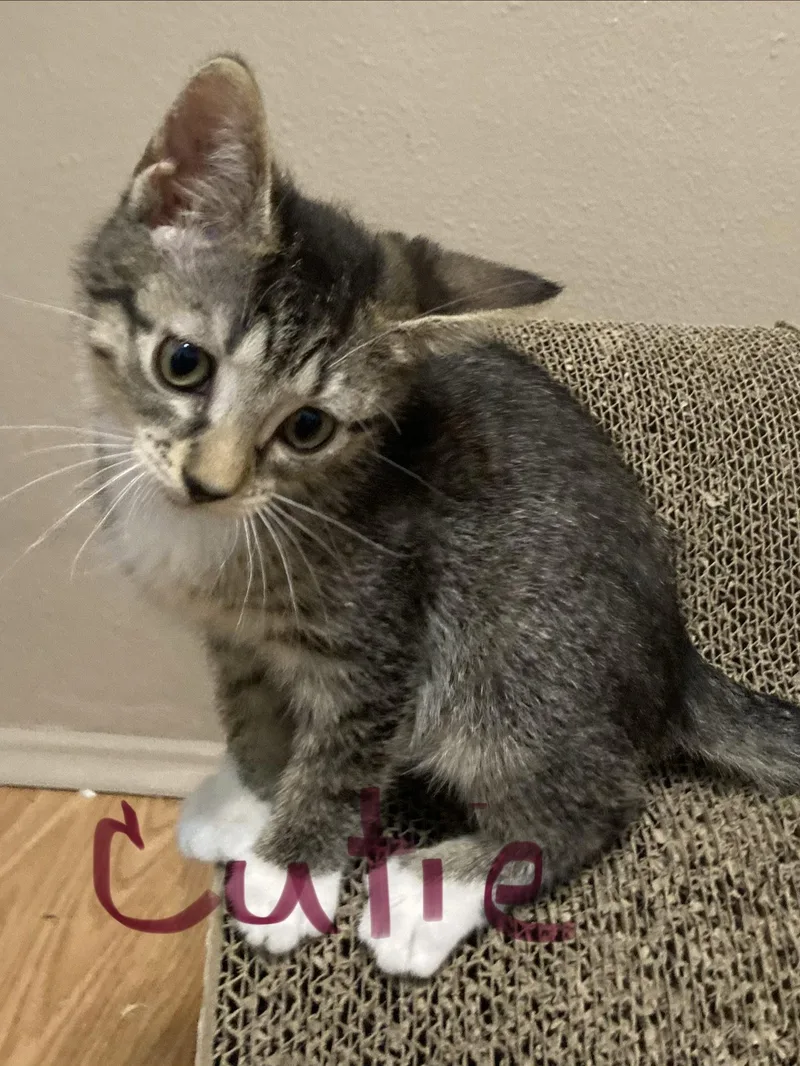 A baby medium-sized female Domestic Short Hair cat named Cutie for adoption in Oviedo, FL