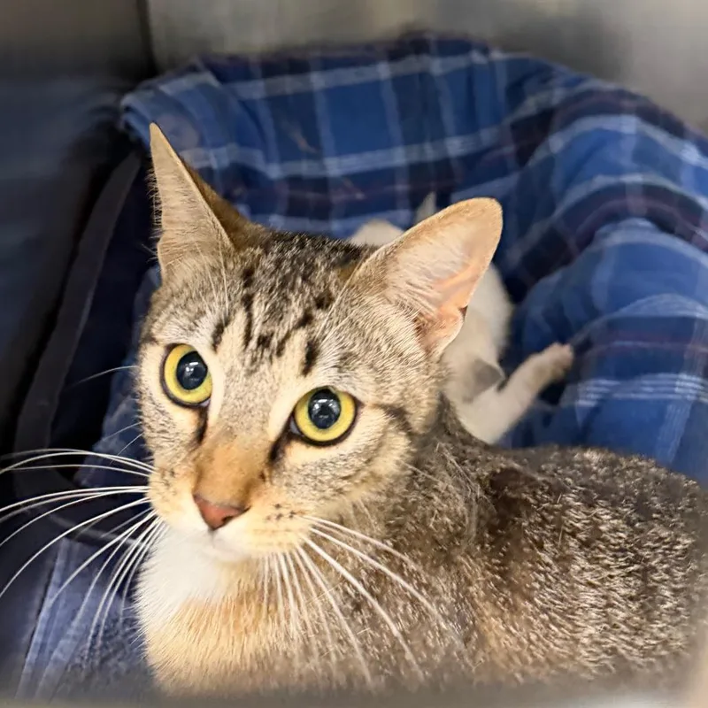 An adult medium-sized female Brown / Chocolate Domestic Short Hair cat named Marnie for adoption in Auburn, AL