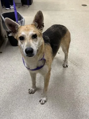 A young small-sized female German Shepherd Dog dog named Daisy for adoption in Riverside, CA