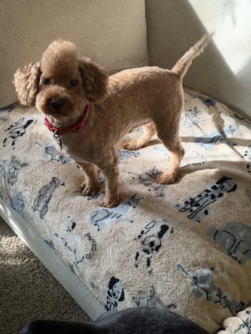 An adult small-sized male Poodle dog named Loki for adoption in Cuyahoga Falls, OH