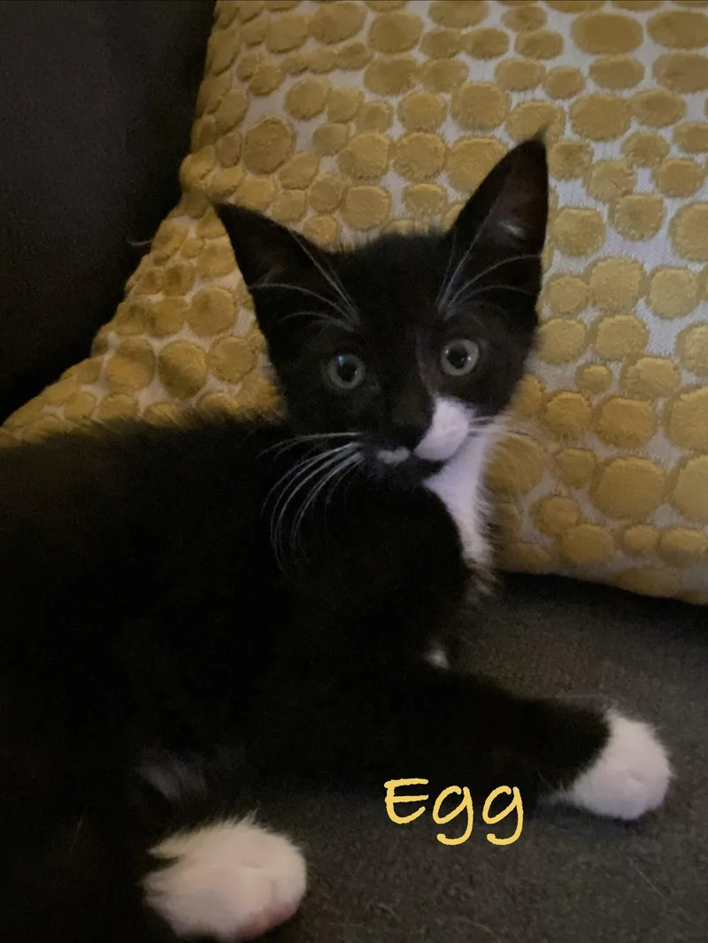 Egg  Willow Grove