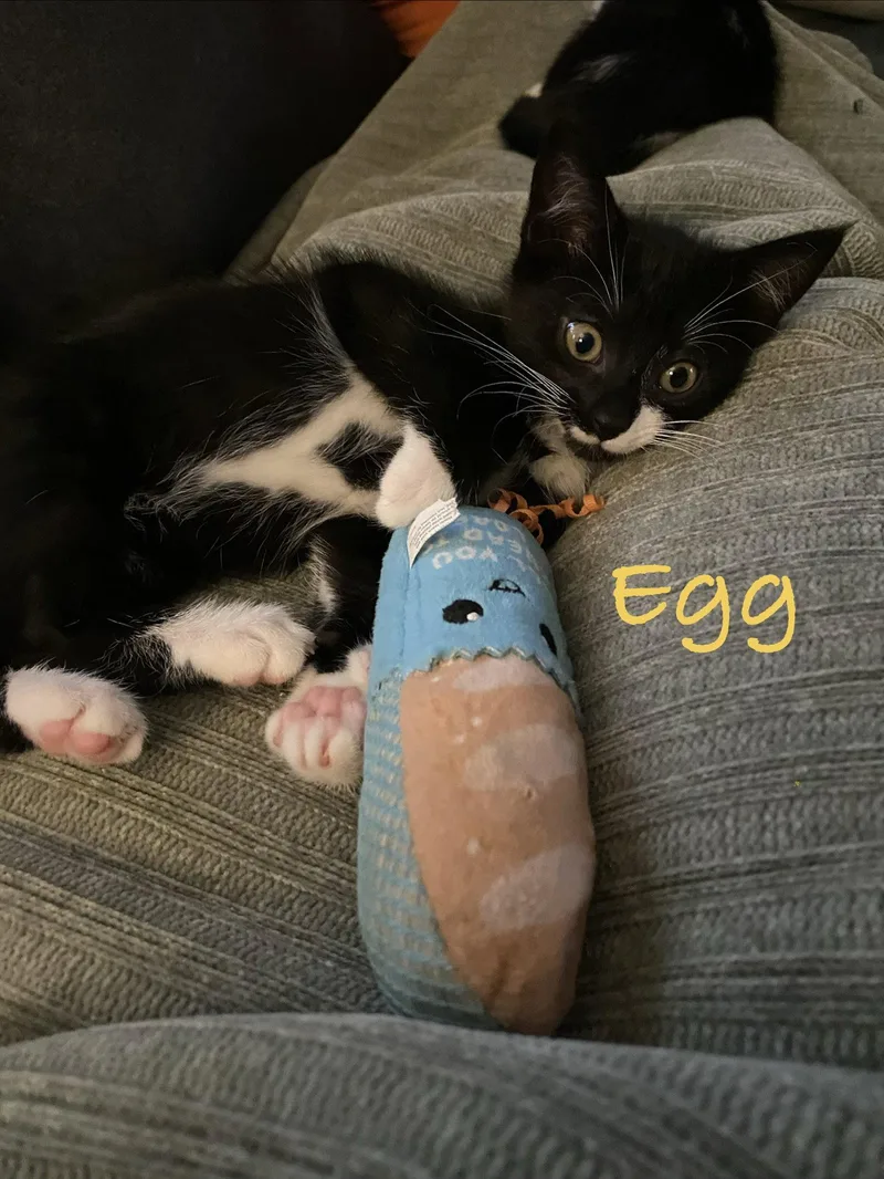 Egg  Willow Grove thumbnail 2