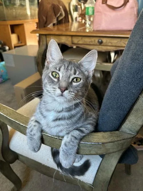 A baby medium-sized male Tabby cat named Remi for adoption in Mount Royal, NJ