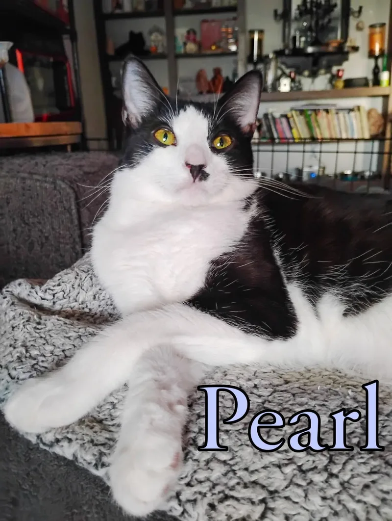 A young medium-sized female Black & White / Tuxedo Domestic Short Hair cat named Pearl for adoption in Greensburg, PA