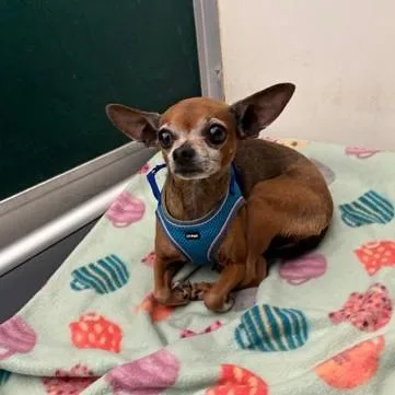 An adult small-sized female Red / Chestnut / Orange Chihuahua dog named Nyla for adoption in Phoenixville, PA