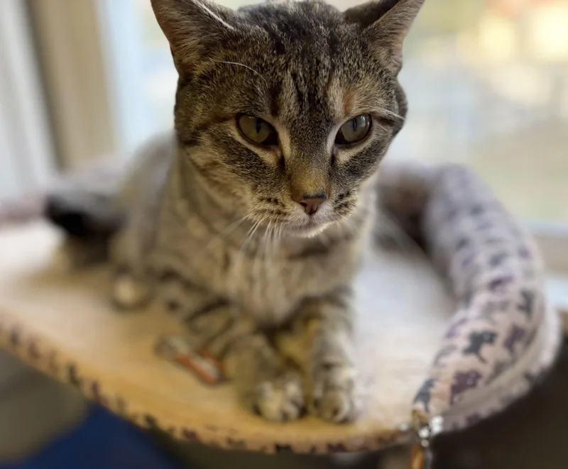 Josephine thumbnail 2