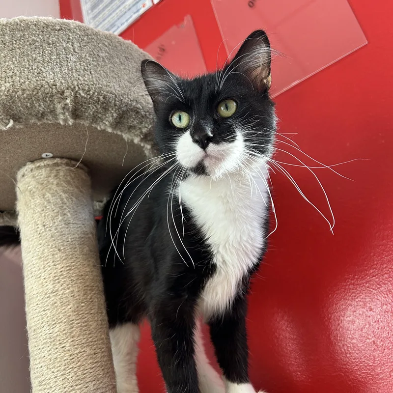A young medium-sized male Black & White / Tuxedo Domestic Short Hair cat named Katmai for adoption in North Haven, CT