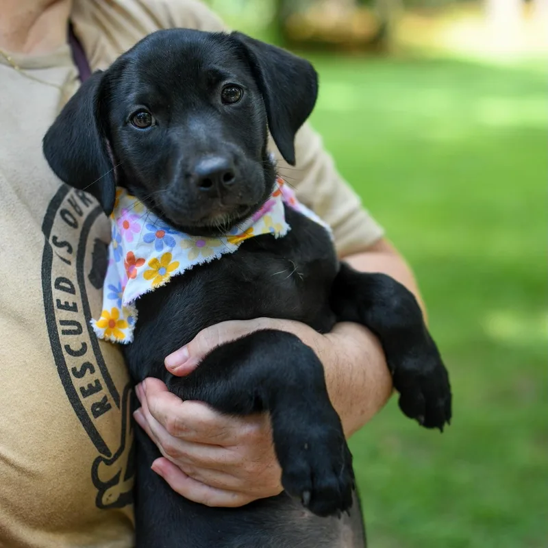 A baby medium-sized female Black Mixed Breed dog named Cally for adoption in BONIFAY, FL