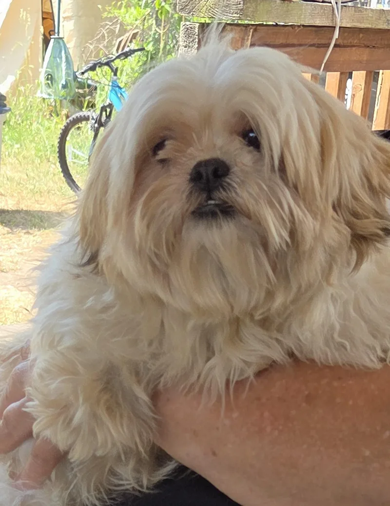 An adult small-sized female Apricot / Beige Shih Tzu dog named Co Co for adoption in Harrison, MI