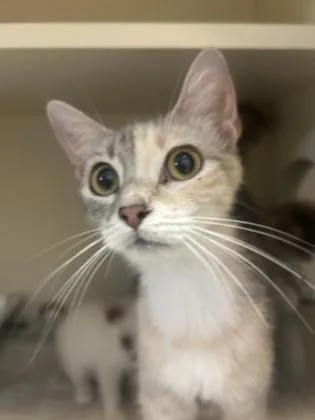 An adult large-sized female Domestic Short Hair cat named Mama Noodles for adoption in Chamblee, GA