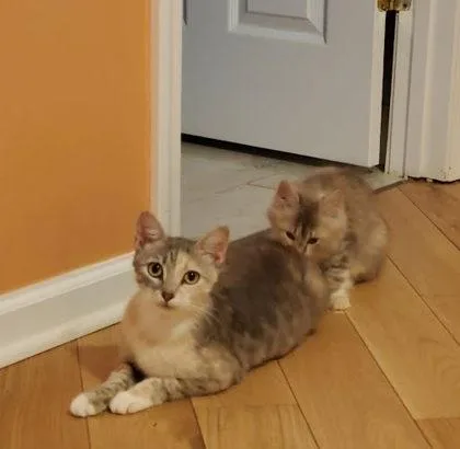 Mama Noodles thumbnail 3
