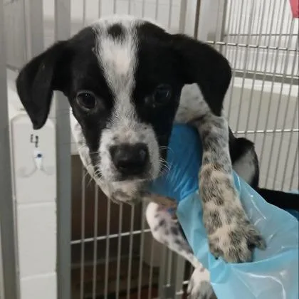 A young large-sized male Cattle Dog dog named Anarchy for adoption in Kansas City, MO