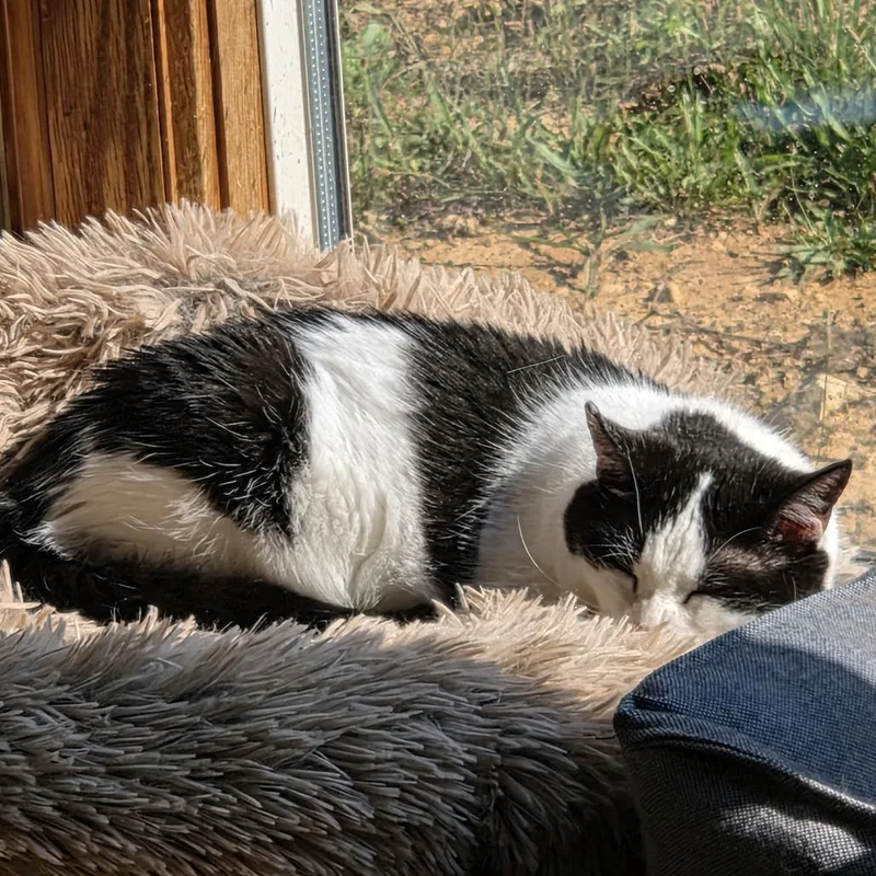 A senior medium-sized female Black Domestic Short Hair cat named Pokemans for adoption in Harrisonburg, VA