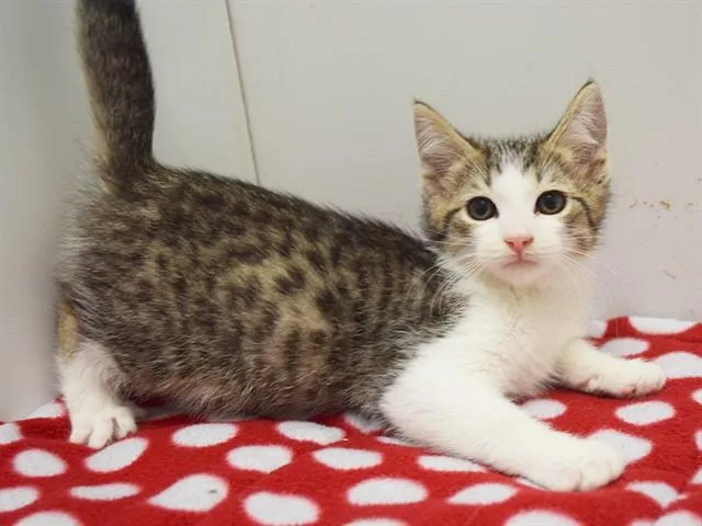 A baby small-sized male Domestic Short Hair cat named Chuck for adoption in Sacramento, CA