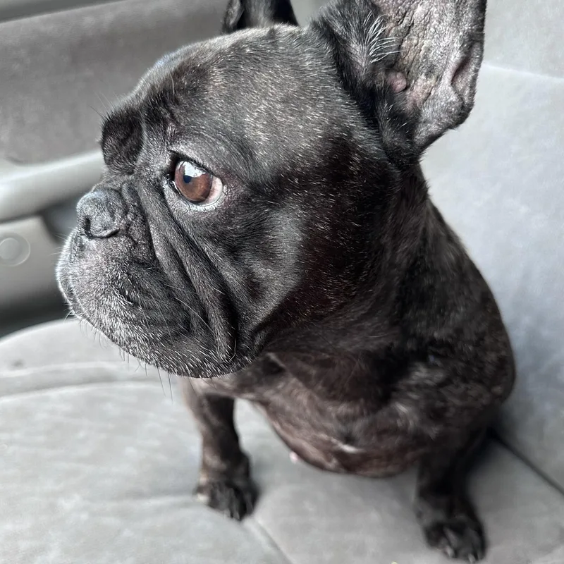 Pepita