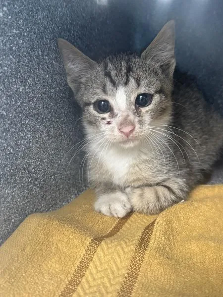 A baby small-sized male Domestic Short Hair cat named Winifred for adoption in Ridgewood, NY
