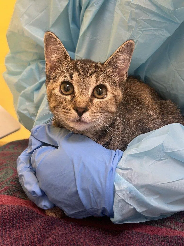 A baby small-sized female Tabby (Brown / Chocolate) Domestic Short Hair cat named Minnie for adoption in Raleigh, NC