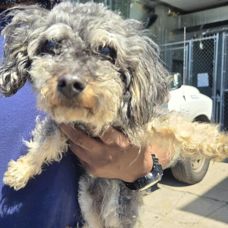 A young small-sized male Gray / Blue / Silver Mixed Breed dog named Jeremy for adoption in Newark, NJ