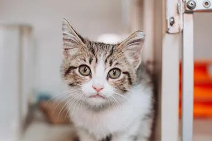 A young small-sized male Domestic Short Hair cat named A Peanut for adoption in North Charleston, SC