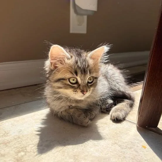 A baby small-sized male Domestic Medium Hair cat named Cricket for adoption in Cumming, GA