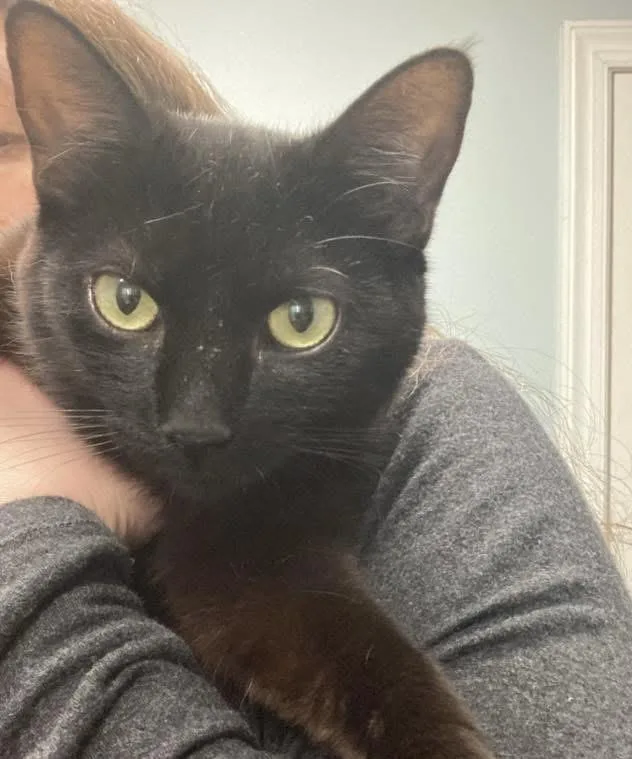 A baby medium-sized female Black Domestic Short Hair cat named Toasty for adoption in Breinigsville, PA