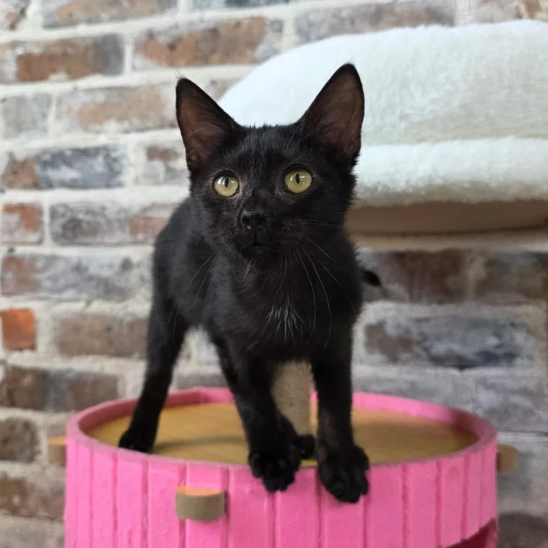 A young medium-sized female Domestic Short Hair cat named Lisa for adoption in New Orleans, LA