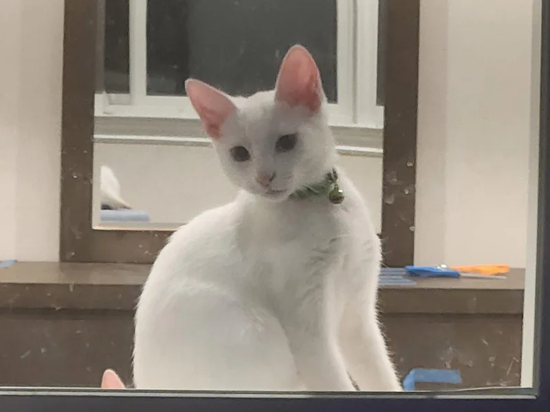 Chiffon