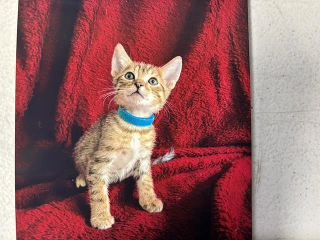 A baby small-sized male Domestic Short Hair cat named Pinto Bean for adoption in Grand Prairie, TX