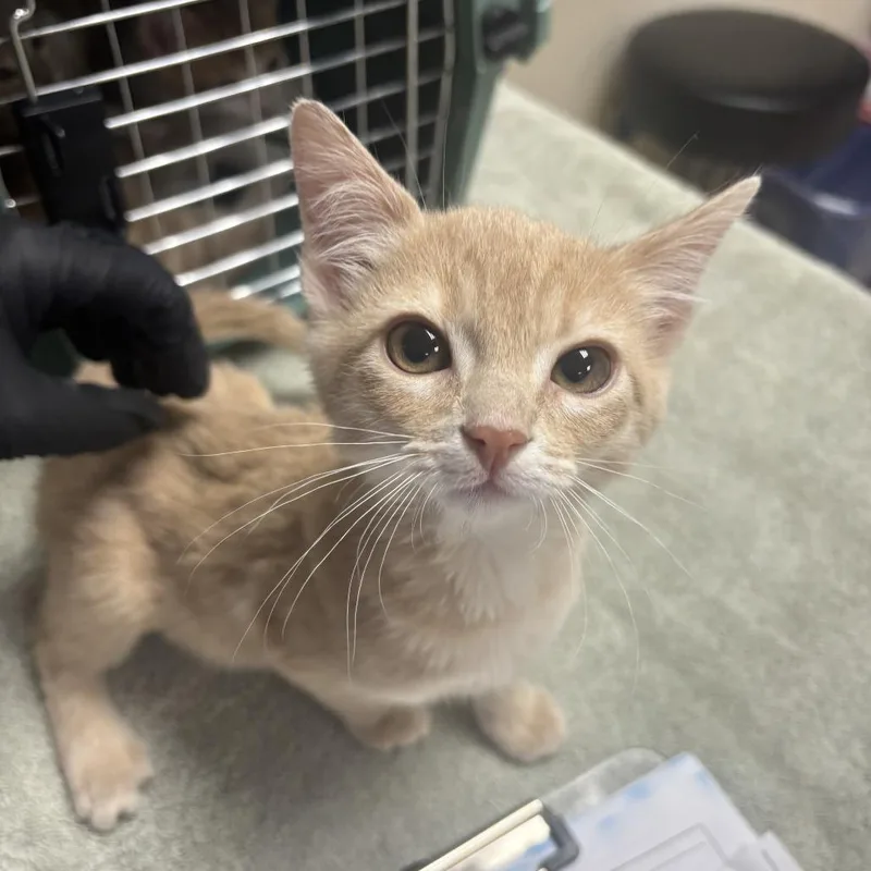 A baby small-sized female Buff / Tan / Fawn Domestic Medium Hair cat named London for adoption in Riverside, CA