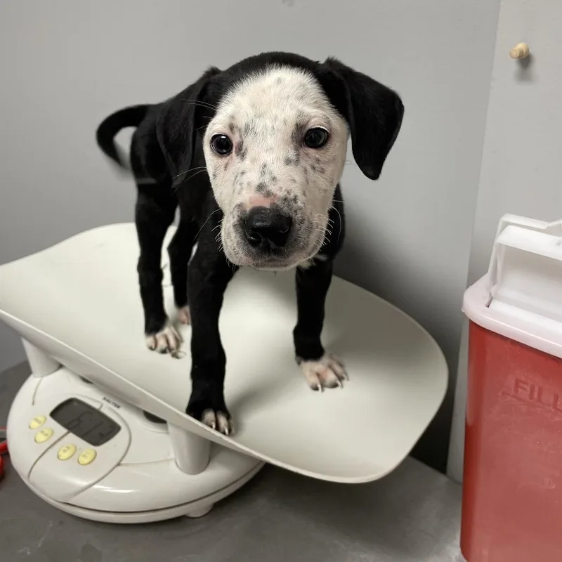 A baby small-sized male Black Mixed Breed dog named Bloopy for adoption in Chattanooga, TN