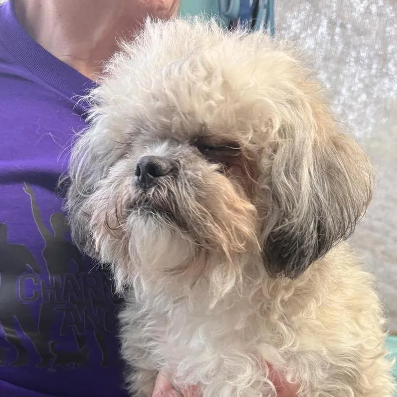 A young small-sized male Gray / Blue / Silver Lhasa Apso dog named Mew for adoption in Boerne, TX