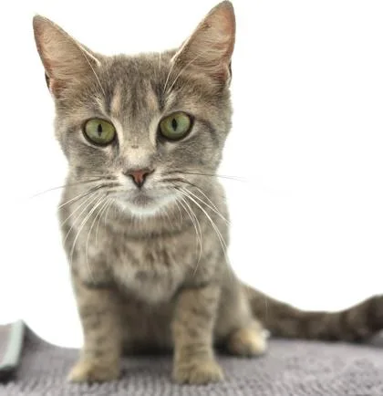 An adult medium-sized female Domestic Short Hair cat named Nancy for adoption in Bowling Green, KY