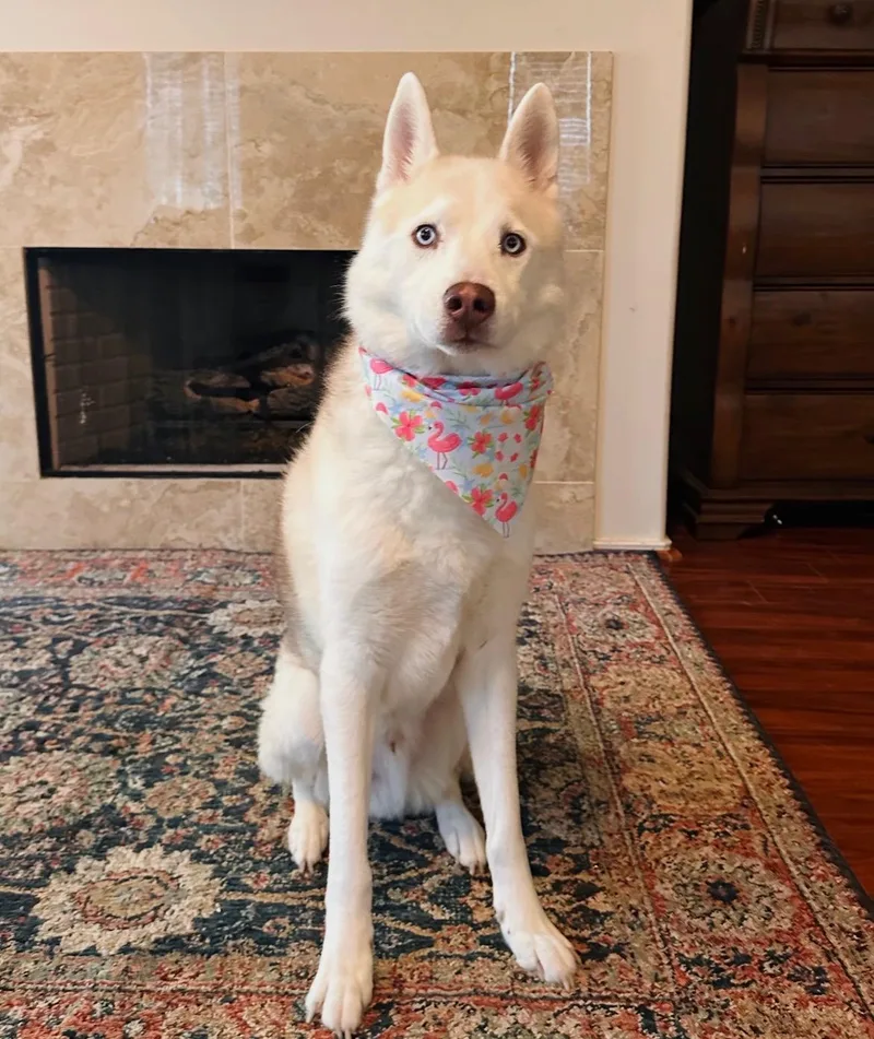 Ace Of Melted Hearts