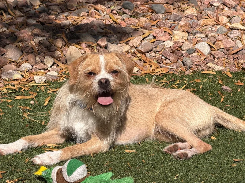 A young small-sized male Yellow / Tan / Blond / Fawn Border Terrier dog named Salazar for adoption in Las Vegas, NV