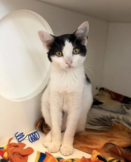 A baby small-sized female Domestic Short Hair cat named Snazzy for adoption in Divide, CO