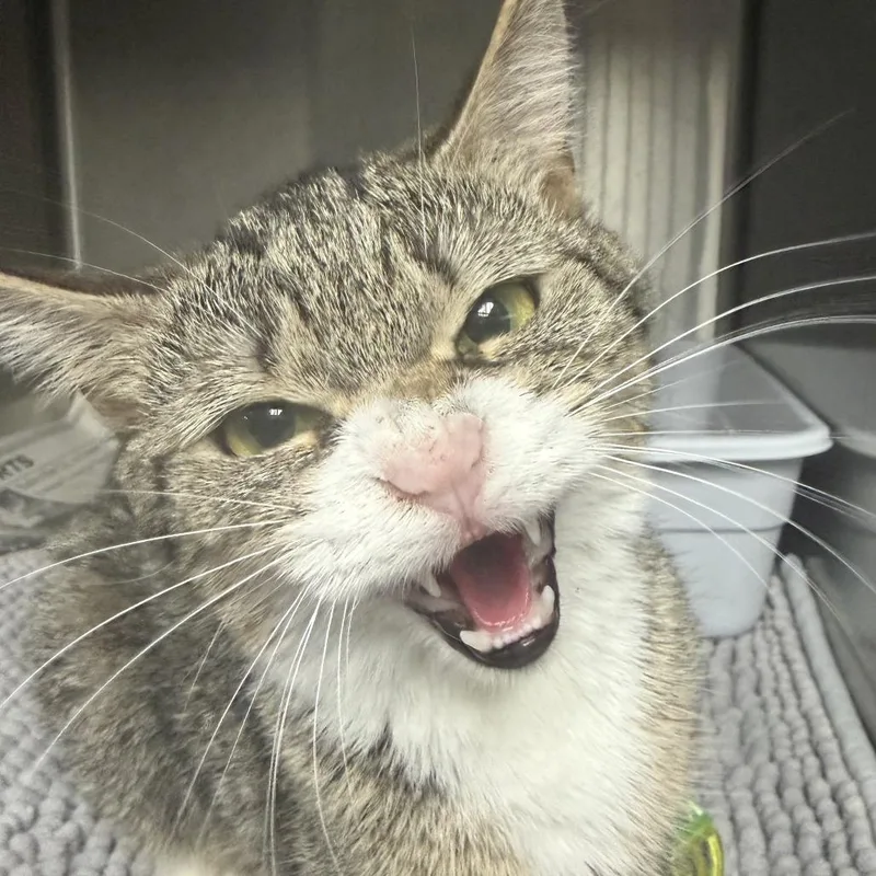 A young small-sized female Brown / Chocolate Domestic Short Hair cat named Brie for adoption in Marion, VA