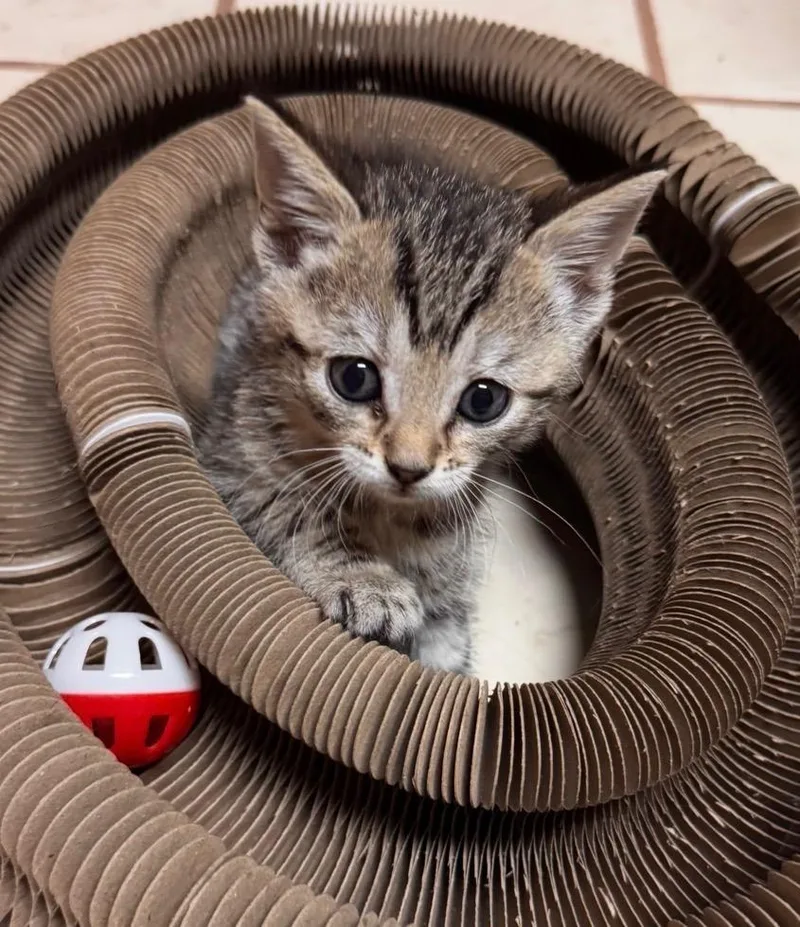 A baby medium-sized female Domestic Short Hair cat named Sweetie for adoption in Huntington, IN