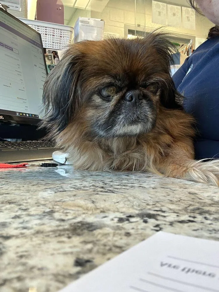 A senior small-sized female Tricolor (Brown, Black, & White) Pekingese dog named Lilly for adoption in Bowling Green, OH