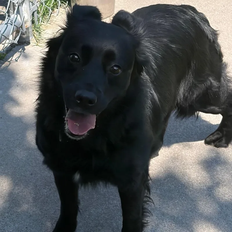 An adult medium-sized female Black German Shepherd Dog dog named Supernova for adoption in Chesapeake, VA
