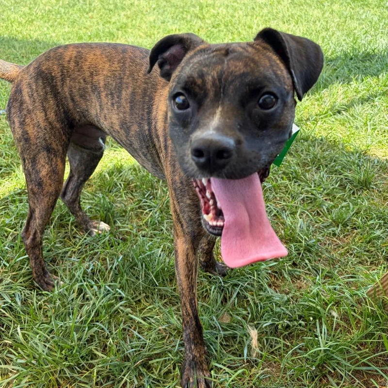 A young medium-sized male Brindle Boxer dog named Merlin for adoption in Harrisonburg, VA