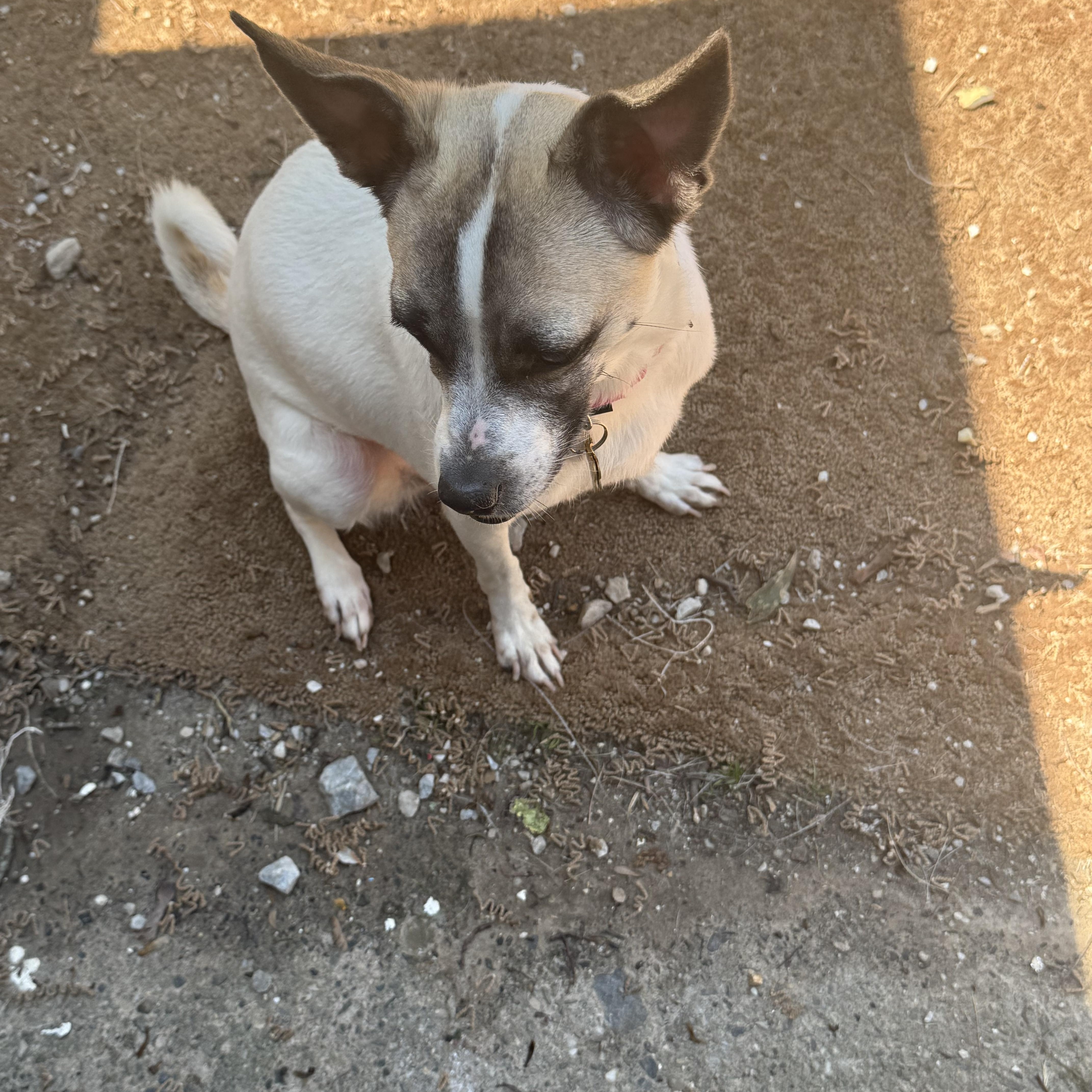 A young small-sized female White / Cream Rat Terrier dog named Butta for adoption in Wingdale, NY