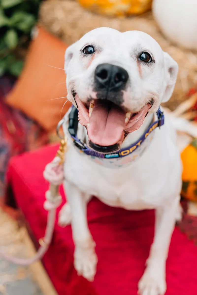 Reba Barkentire thumbnail 4