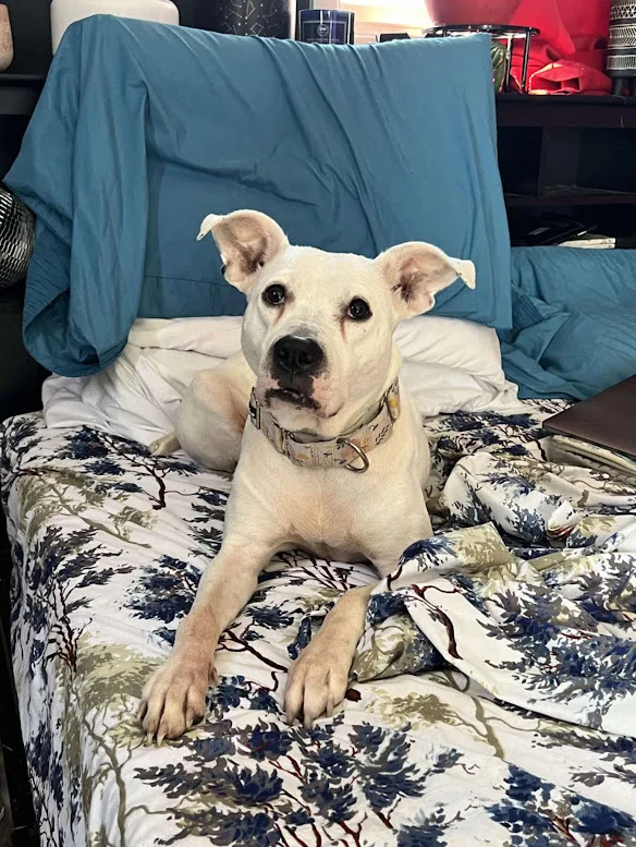 Reba Barkentire thumbnail 5