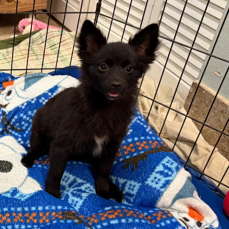 A baby small-sized male Black Mixed Breed dog named Poe for adoption in Titusville, FL